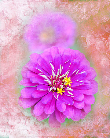Zinnia X
