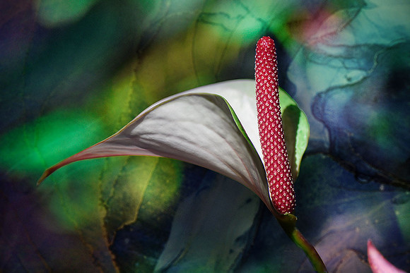 Anthurium XII