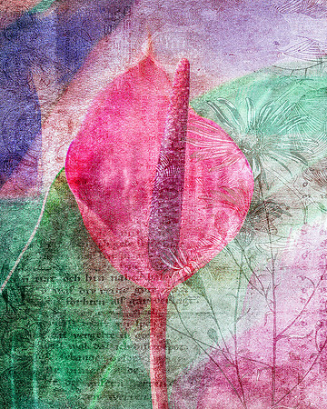 Anthurium V
