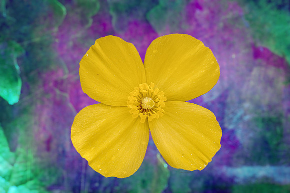 Anemone III