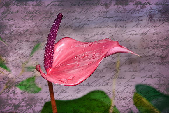 Anthurium XXI