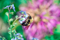Bee on Chinese Forget Me Not I