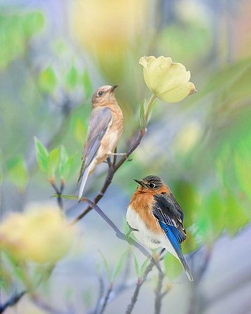 Bluebird Collage I