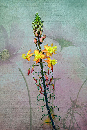 Bulbine I