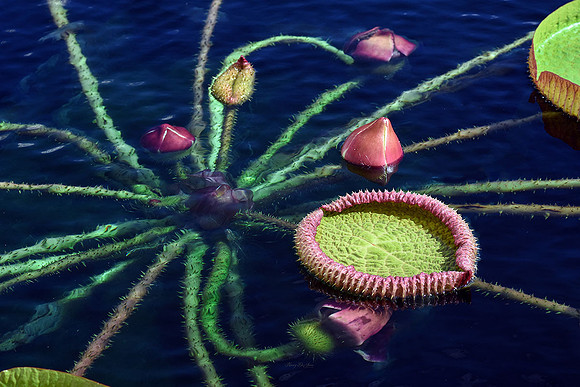 Victoria Water Lily Pads II
