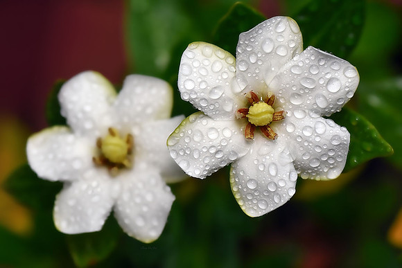 Gardenia XIII