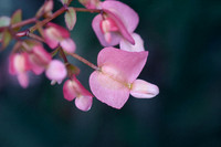Begonia I