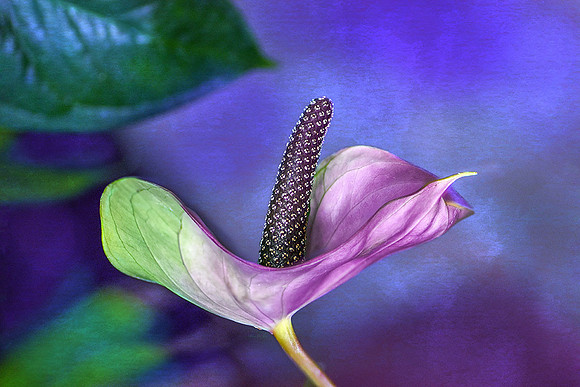Anthurium XIII