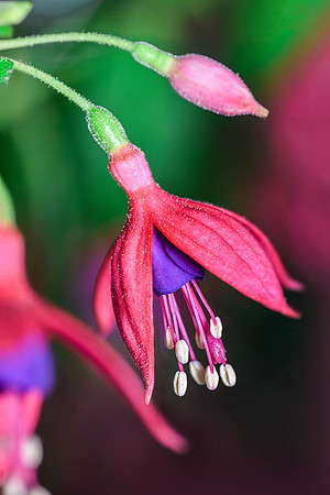 Fuchsia I