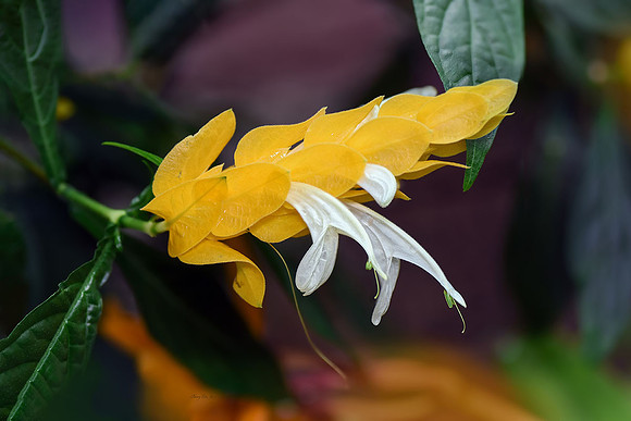 Lollipop Plant Flowers II