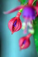 Fuchsia II