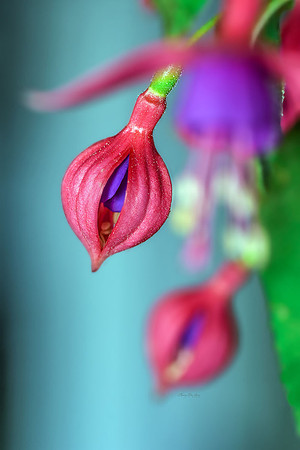 Fuchsia II