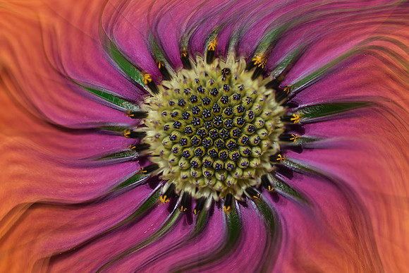Dancing Flower Series: African Daisy V