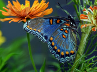 Red-Spotted Purple Butterfly on Zinnia I