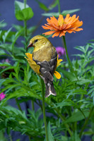 Gold Finch on Zinnia I