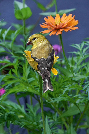 Gold Finch on Zinnia I