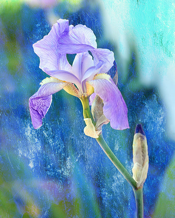 Iris V