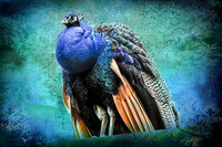 Peacock Collage