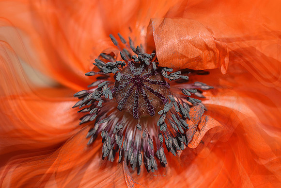 Dancing Flower Series: Poppy I