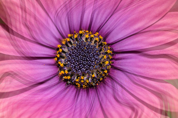 Dancing Flower Series: African Daisy IV