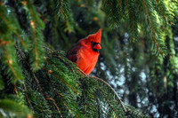 Cardinal on Pine II