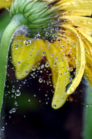 Gerbera Daisy with Raindrops II