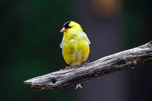 Goldfinch I