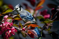 Blue Jay on Crab Apple I
