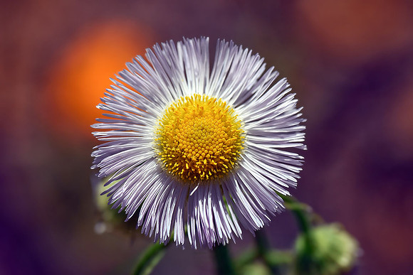 Aster I