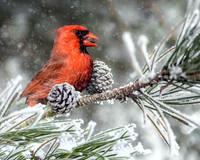 Cardinal in the Snow I