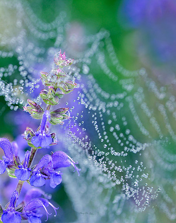 Dew on Web over Salvia - Bridal Veil I