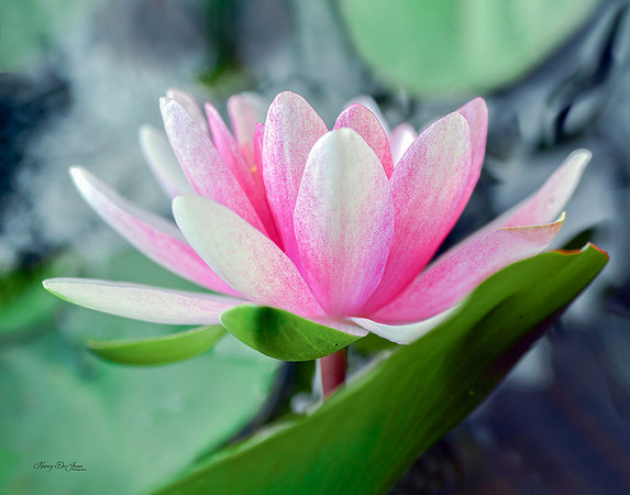 Water Lily V