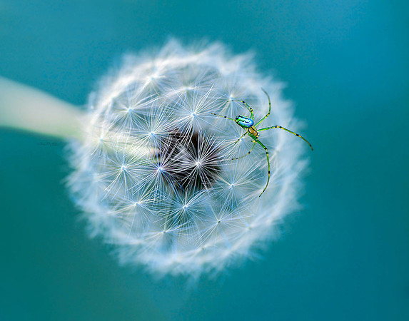 Orchard Spider on Dandelion I
