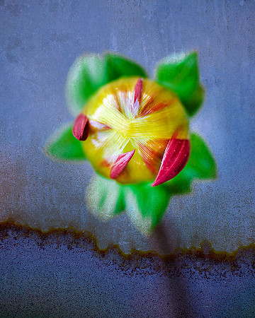 Dahlia Bud V
