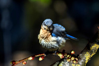 Bluebird IV