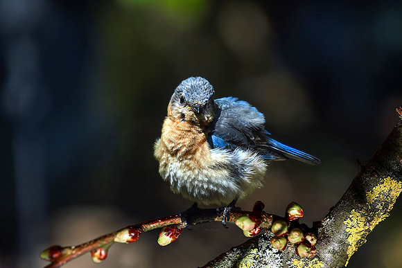 Bluebird IV