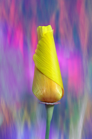 Poppy Bud X