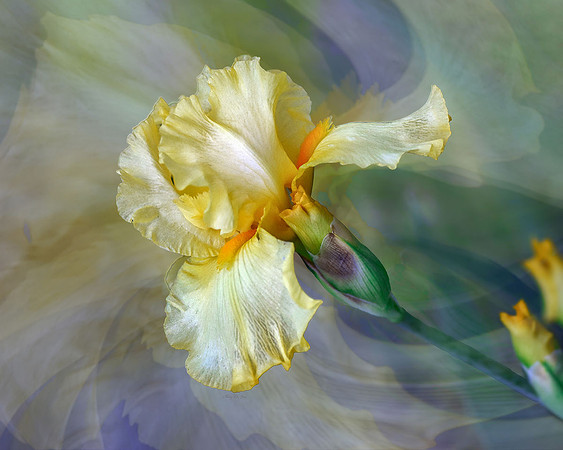 Dancing Flower Series: Iris I