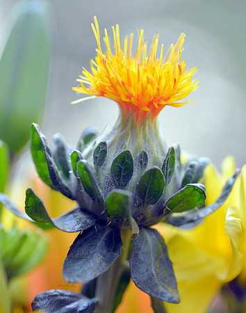 Thistle I