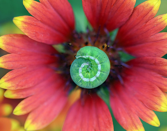 Cabbage Looper Caterpillar on Gaillardia I