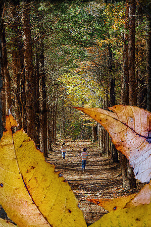 Autumn Path I