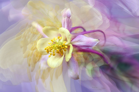 Dancing Flower Series: Columbine I