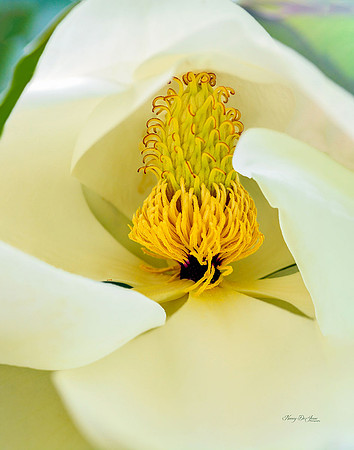 Magnolia I