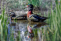 Wood Duck II