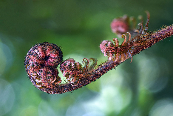 Autumn Fern II