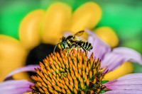 Bee on Echinacea II