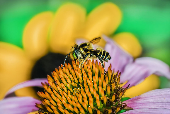 Bee on Echinacea II