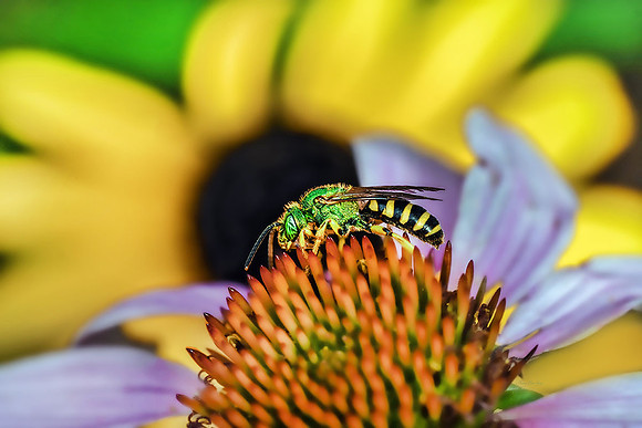 Sweat Bee on Echinacea II