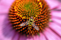 Hoverfly on Echinacea I
