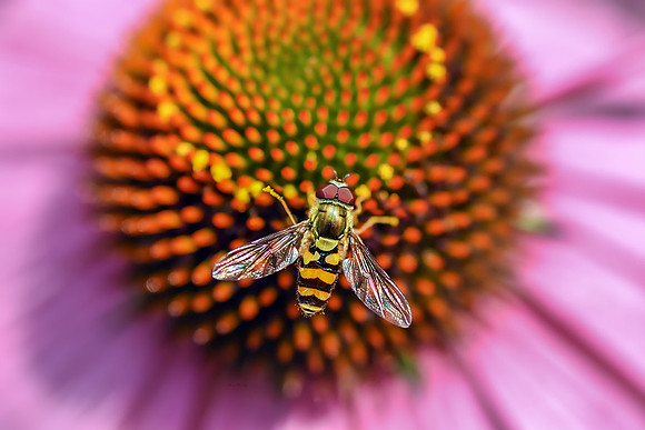 Hoverfly on Echinacea I